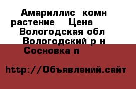 Амариллис (комн. растение) › Цена ­ 300 - Вологодская обл., Вологодский р-н, Сосновка п.  »    